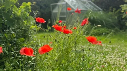 Houses in Kävlinge - photo 8