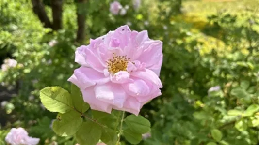 Houses in Osby - photo 12